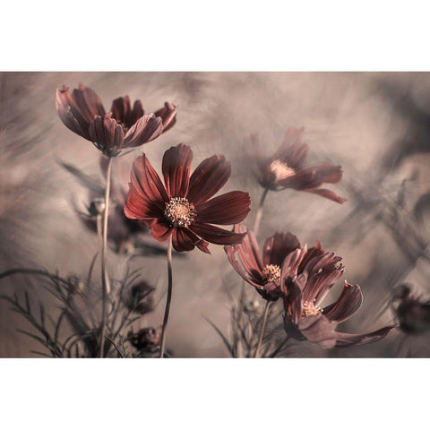 Cosmos 2019 Black Modern Wood Framed Art Print by Bravin, Fabien