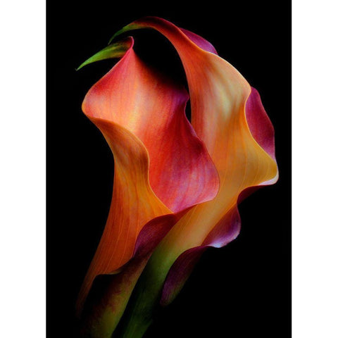 Tenderness White Modern Wood Framed Art Print by Kinney, Jon