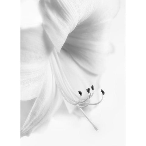 White On White Black Modern Wood Framed Art Print with Double Matting by Atcliffe, Paul