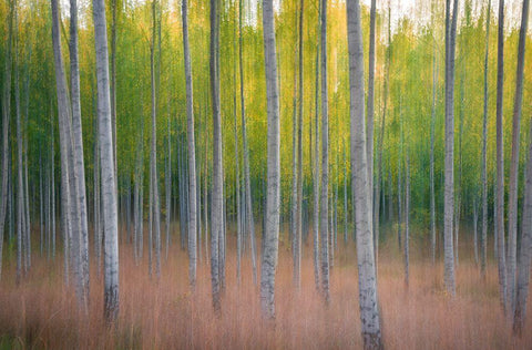 Intentional Camera Movement White Modern Wood Framed Art Print with Double Matting by Lindsten, Christian