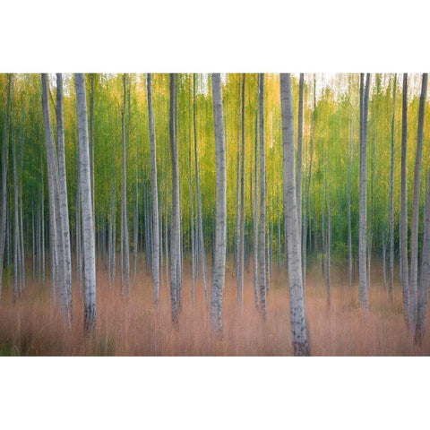 Intentional Camera Movement Black Modern Wood Framed Art Print by Lindsten, Christian