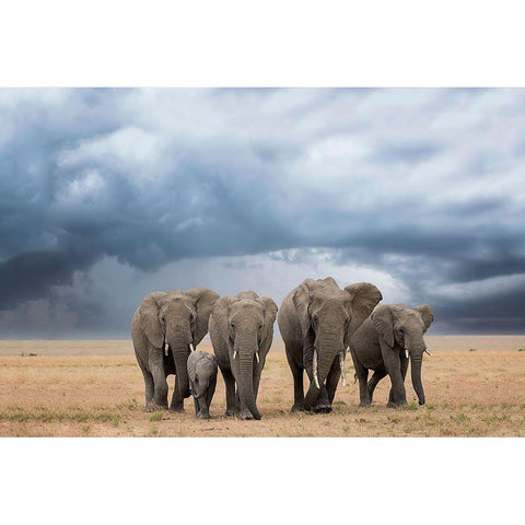 Elephant Walk White Modern Wood Framed Art Print by Doyle, Renee