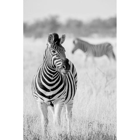 Zebra Bw White Modern Wood Framed Art Print by Bertsch, Hannes