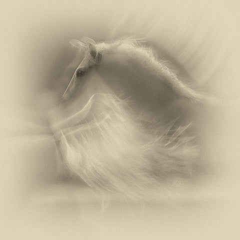 White On White White Modern Wood Framed Art Print by Malovrh, Milan