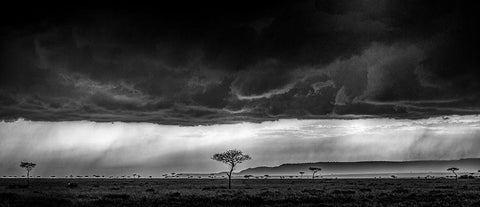 Serengeti Storm - Monochrome White Modern Wood Framed Art Print with Double Matting by C. Sink, Jeffrey