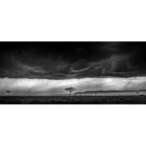 Serengeti Storm - Monochrome Black Modern Wood Framed Art Print with Double Matting by C. Sink, Jeffrey