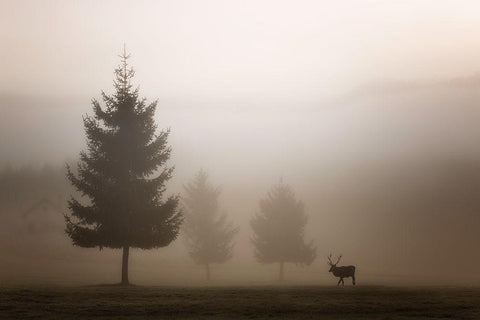 Looking For Love Black Ornate Wood Framed Art Print with Double Matting by Bruna, Marco