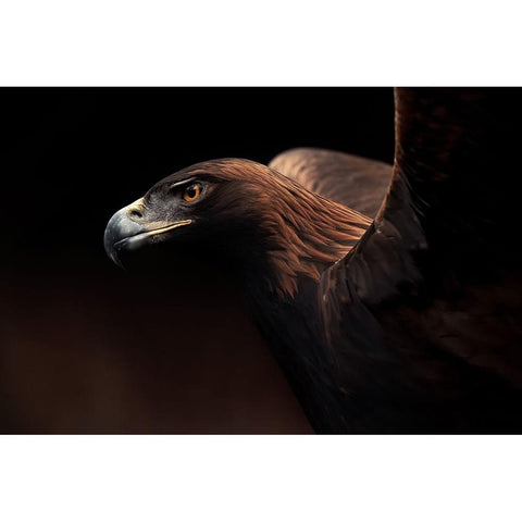 Golden Eagle Portrait Black Modern Wood Framed Art Print by Itoyama, Eiji