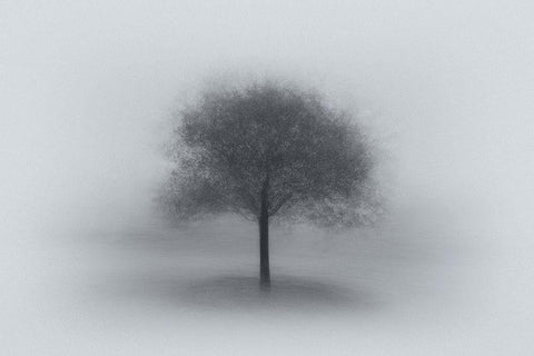 Tree In Fog White Modern Wood Framed Art Print with Double Matting by Ning, Aidong