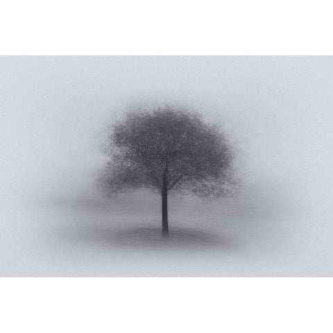 Tree In Fog Black Modern Wood Framed Art Print with Double Matting by Ning, Aidong