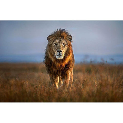 Lion Close Up White Modern Wood Framed Art Print by Ortega, Xavier