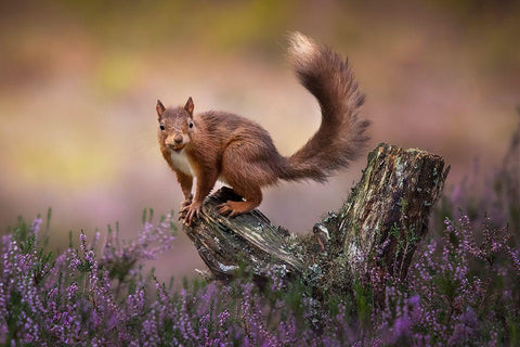 Above The Heathers White Modern Wood Framed Art Print with Double Matting by O Mahony, Kieran