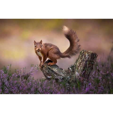 Above The Heathers White Modern Wood Framed Art Print by O Mahony, Kieran