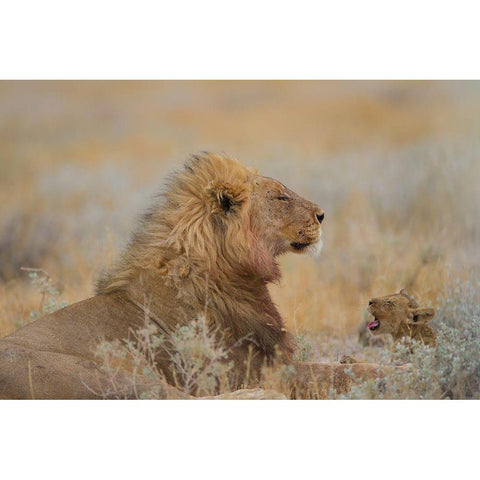 Male Lion With Cub White Modern Wood Framed Art Print by Ozmen, Ozkan