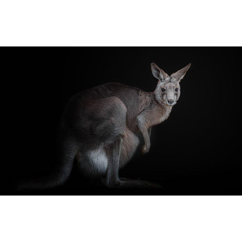 Kangaroo Black Modern Wood Framed Art Print with Double Matting by Kamera