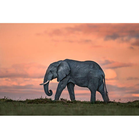 Elephant At Dusk Black Modern Wood Framed Art Print with Double Matting by Ortega, Xavier