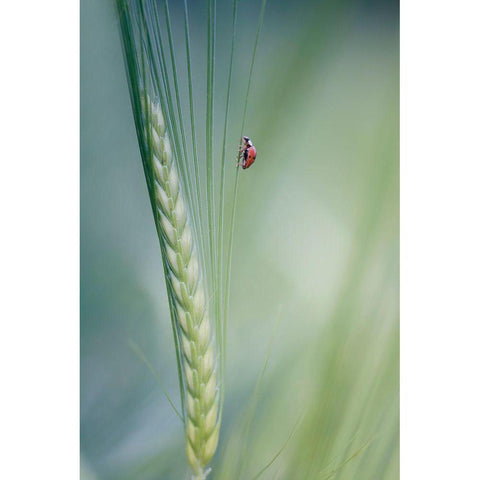 Untitled Black Modern Wood Framed Art Print with Double Matting by Ajlec, Jana