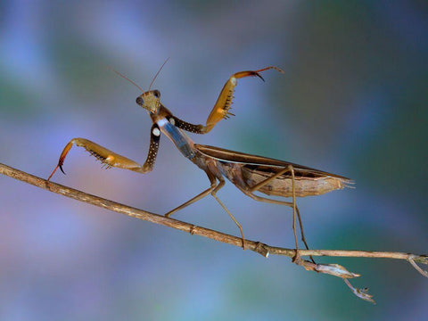 Mantis Religiosa White Modern Wood Framed Art Print with Double Matting by Hoffman, Jimmy