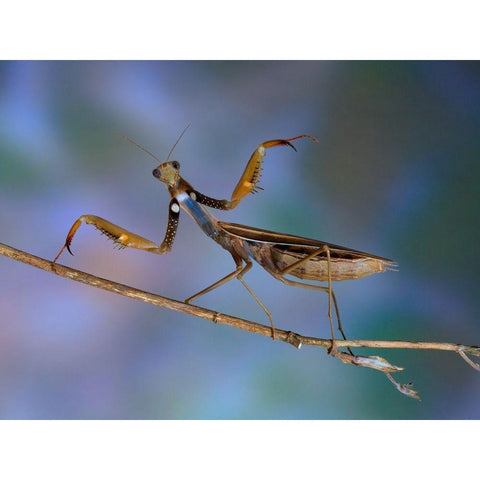 Mantis Religiosa Black Modern Wood Framed Art Print by Hoffman, Jimmy