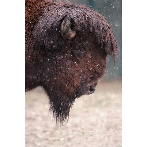 Bison In Winter Black Modern Wood Framed Art Print with Double Matting by Ozmen -, Ozkan