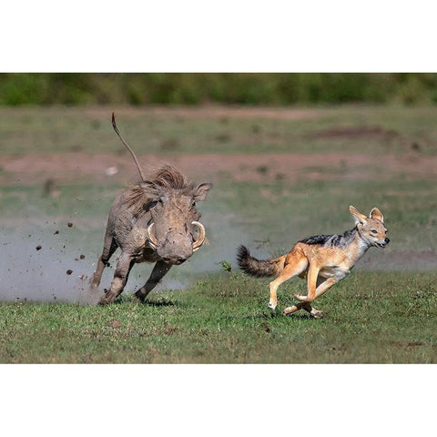 Warthog Vs Jackal Black Modern Wood Framed Art Print with Double Matting by Ortega, Xavier