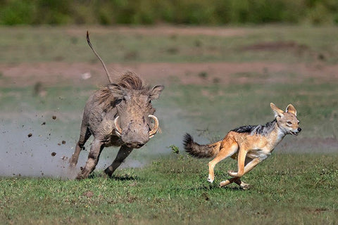 Warthog Vs Jackal Black Ornate Wood Framed Art Print with Double Matting by Ortega, Xavier