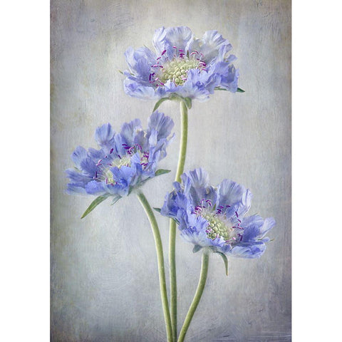 Scabiosa Gold Ornate Wood Framed Art Print with Double Matting by Disher, Mandy
