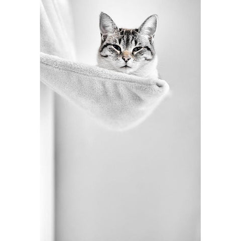 Elevated Cat White Modern Wood Framed Art Print by Danek, Pascal