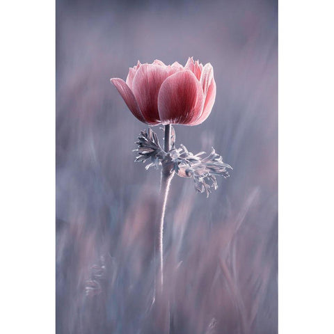 Pink ! So What ? White Modern Wood Framed Art Print by Bravin, Fabien