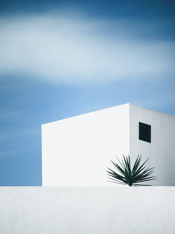 Palm Tree White Modern Wood Framed Art Print with Double Matting by Wasinger, Renate