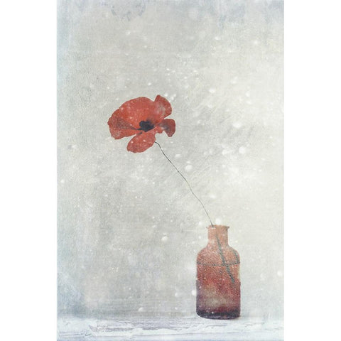 Winter Poppy Black Modern Wood Framed Art Print with Double Matting by Devos, Delphine