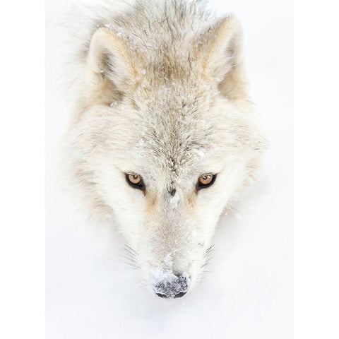 Arctic Wolf Closeup White Modern Wood Framed Art Print by Cumming, Jim