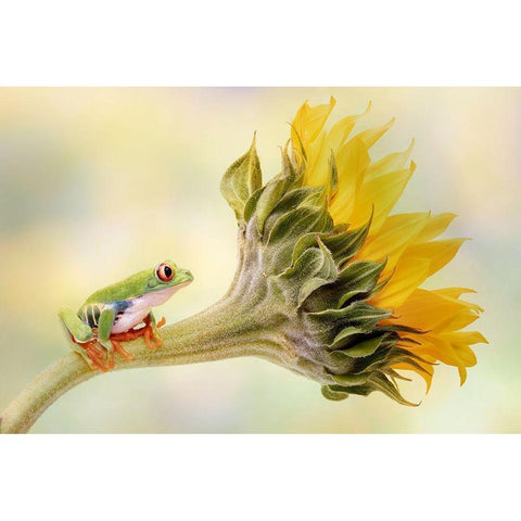 Red Eyed Tree Frog On A Sunflower White Modern Wood Framed Art Print by D Lester, Linda