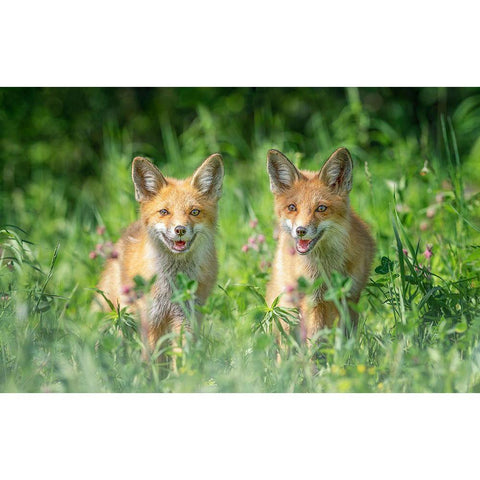 Brothers Black Modern Wood Framed Art Print by Deng, Larry