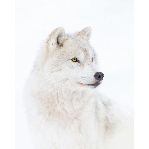 Portrait Of An Arctic Wolf Gold Ornate Wood Framed Art Print with Double Matting by Cumming, Jim