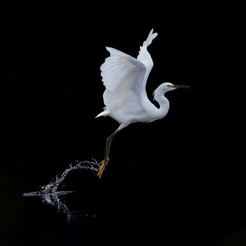 Fly White Modern Wood Framed Art Print by Tracy