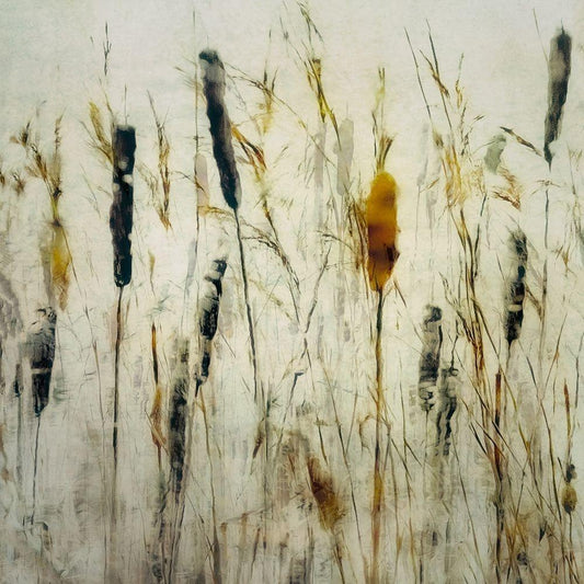 Image Only
