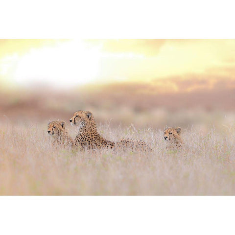 Cheetah Family Black Modern Wood Framed Art Print by Ozmen, Ozkan