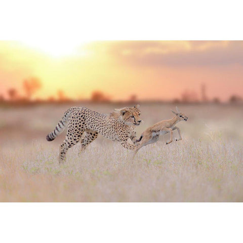 Cheetah Hunting A Gazelle White Modern Wood Framed Art Print by Ozmen, Ozkan