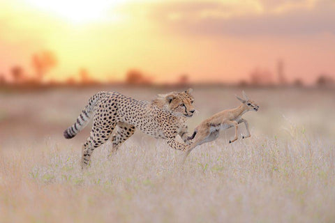 Cheetah Hunting A Gazelle White Modern Wood Framed Art Print with Double Matting by Ozmen, Ozkan