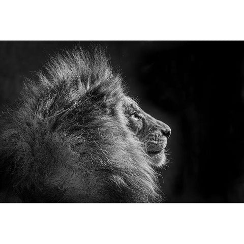Simba In Monochrome White Modern Wood Framed Art Print by C. Sink, Jeffrey