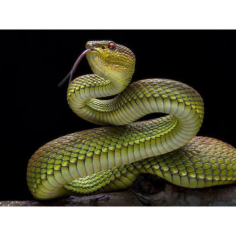 Golden Venomous Viper Snake White Modern Wood Framed Art Print by Maududdin, Fauzan
