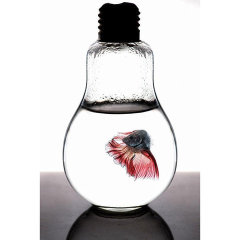 Betta Fish Red Black Modern Wood Framed Art Print with Double Matting by Nasution, Girdan