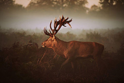 Lvg Black Ornate Wood Framed Art Print with Double Matting by Fabrowski, Robert