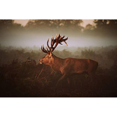 Lvg Black Modern Wood Framed Art Print by Fabrowski, Robert