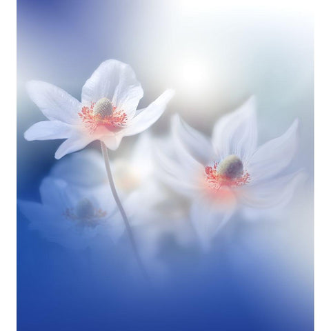 Dancers In My Mind.. White Modern Wood Framed Art Print by Nan, Juliana