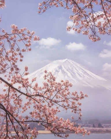 Mt.Fuji In The Cherry Blossoms White Modern Wood Framed Art Print with Double Matting by Samejima, Makiko