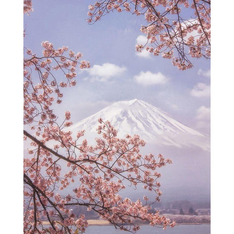 Mt.Fuji In The Cherry Blossoms Black Modern Wood Framed Art Print by Samejima, Makiko