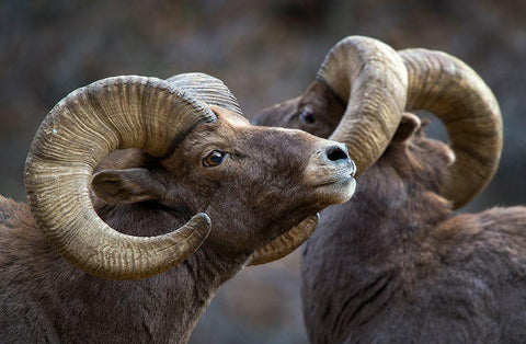 Bighorn Sheep-Ovis Canadensis White Modern Wood Framed Art Print with Double Matting by Verdon