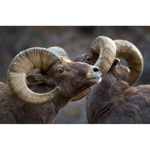 Bighorn Sheep-Ovis Canadensis White Modern Wood Framed Art Print by Verdon